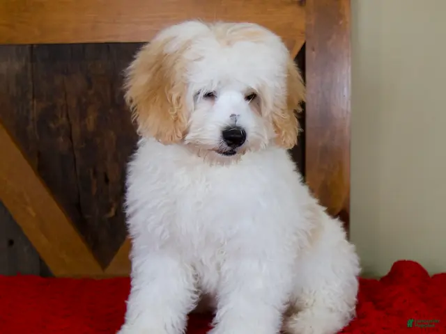 Mini Bernedoodle dogs for sale: Milo - Micro Mini Teddy Bear - Ad 2