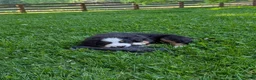 Bernese Mountain Dog dogs for sale: Belle - Ad 5