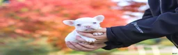 French Bulldog dogs for sale: Waylon - Ad 4