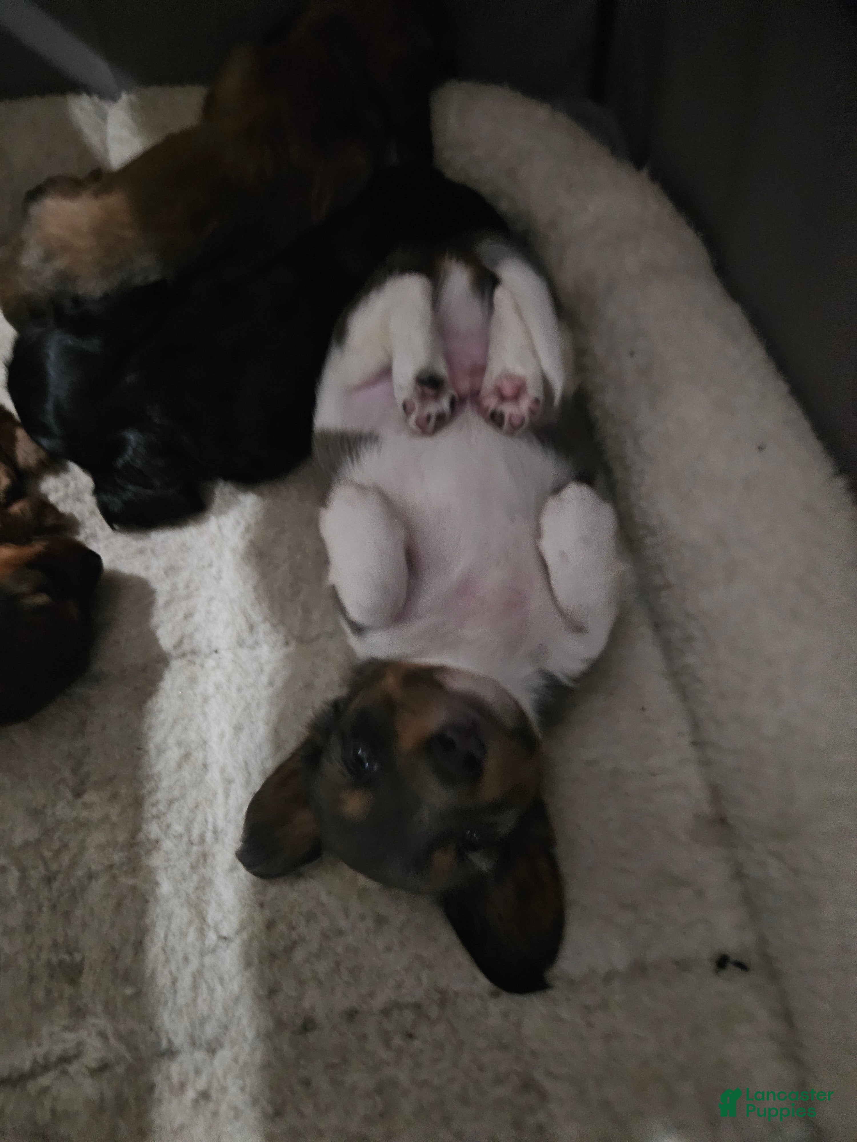 Miniature Dachshund dogs Miniature Dachshund 2 - Ad 2