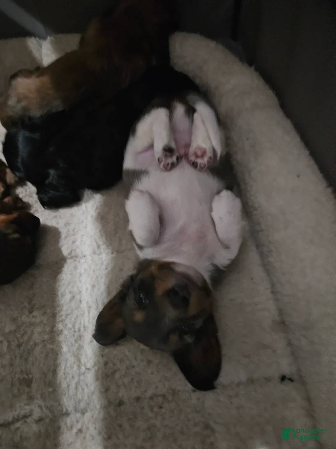 Miniature Dachshund dogs for sale: Miniature Dachshund 2 - Ad 2