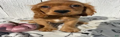 Peanut