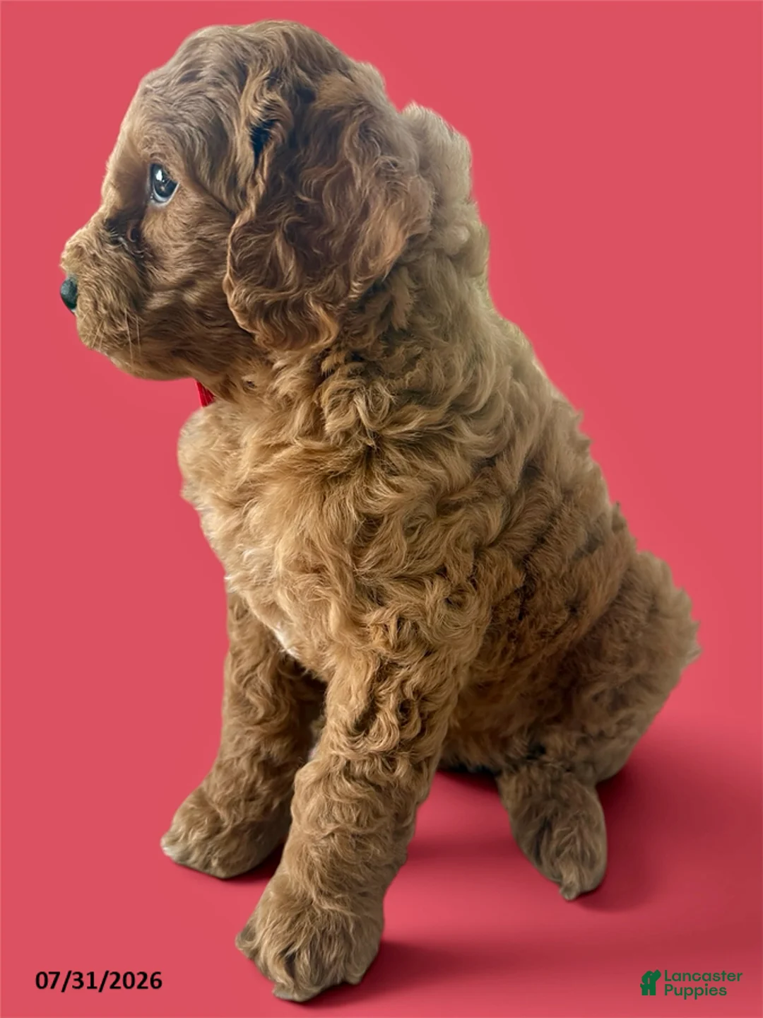 Mini Goldendoodle dogs for sale: Captain - Ad 1