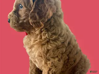 Mini Goldendoodle dogs Captain - Ad 20