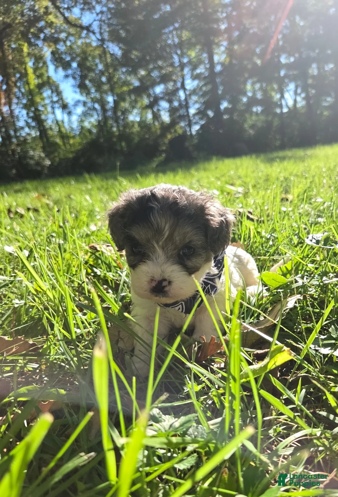 Cavapoo dogs for sale: Clover - Ad 1