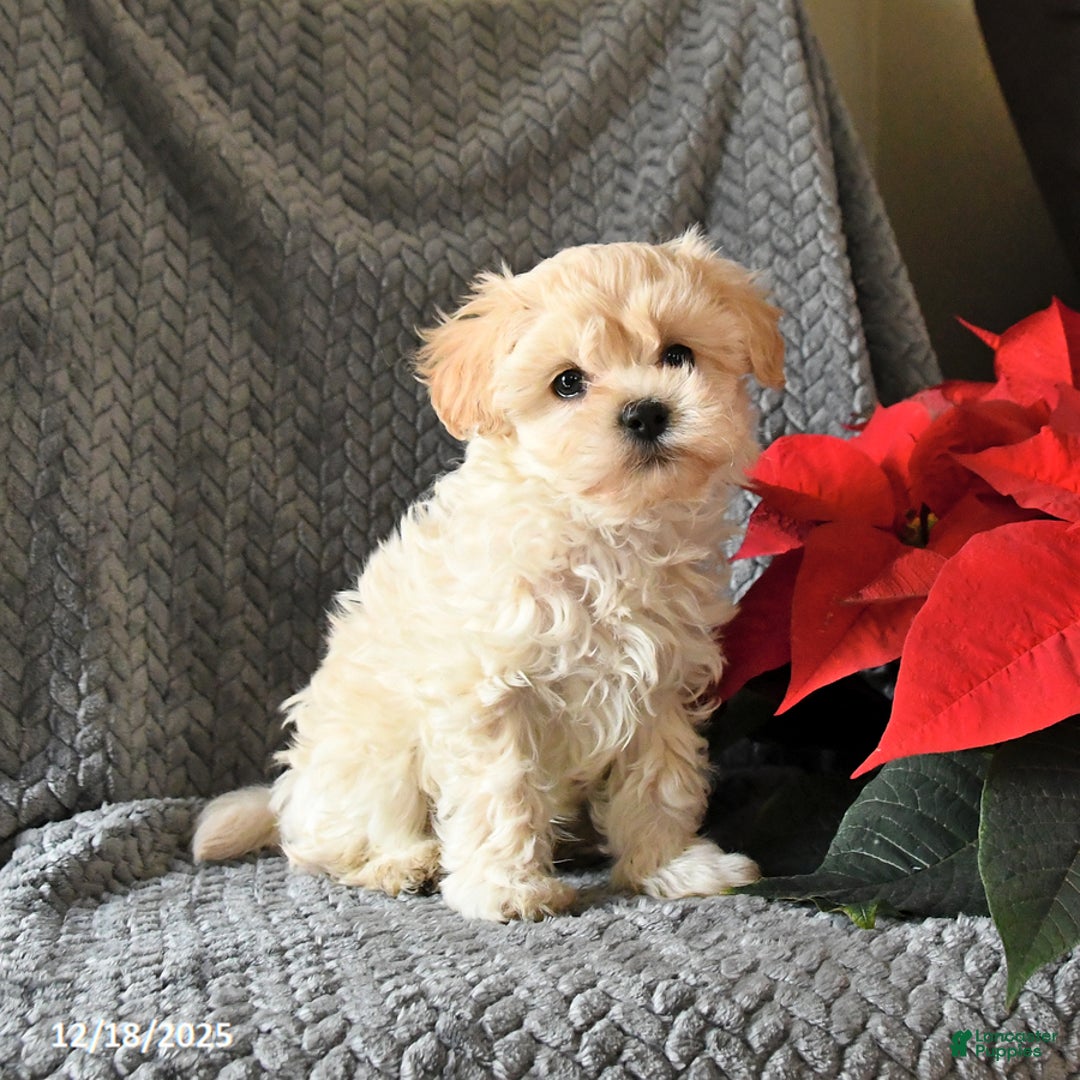 Maltipoo dogs for sale: Captin - Ad 2
