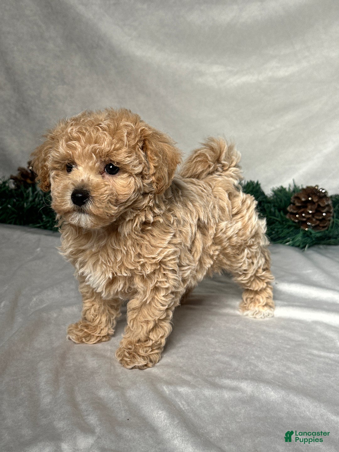 Bichpoo dogs for sale: Tommy - Ad 2