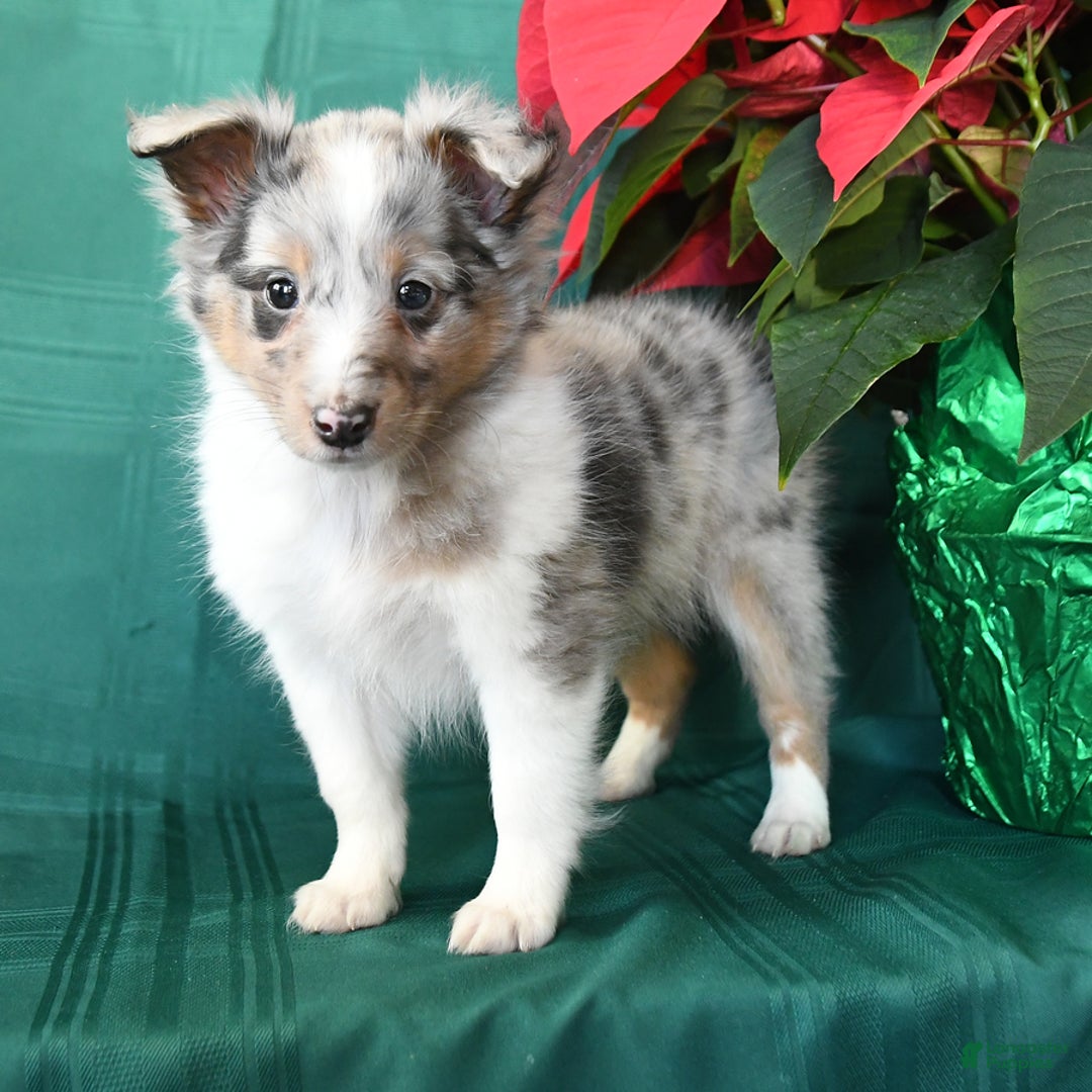 Shetland Sheepdog dogs for sale: Koby - Ad 3