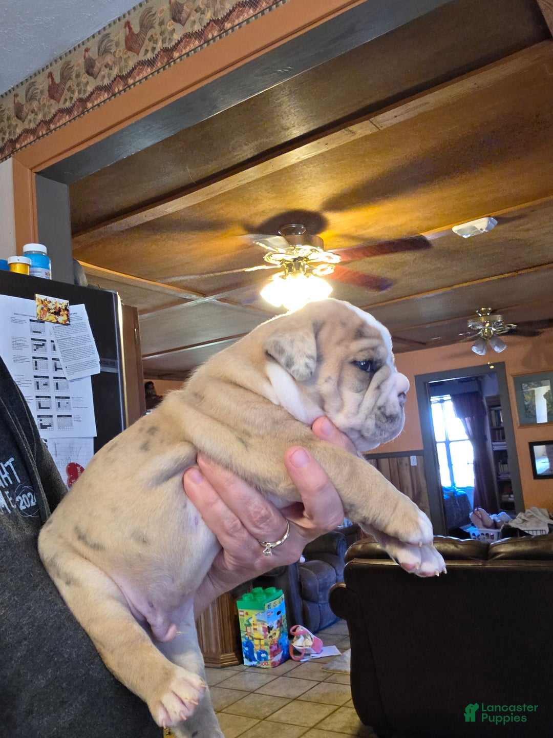 Mixed Breed dogs for sale: OLDE ENGLISH BULLDOG  - Ad 9