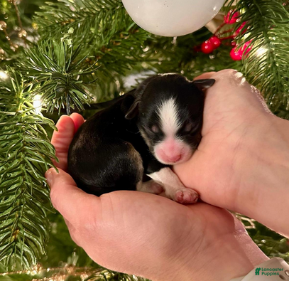 Aussiedoodle dogs Lucas Sinclair - Ad 2