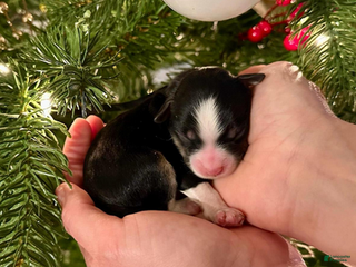 Aussiedoodle dogs for sale: Lucas Sinclair - Ad 2