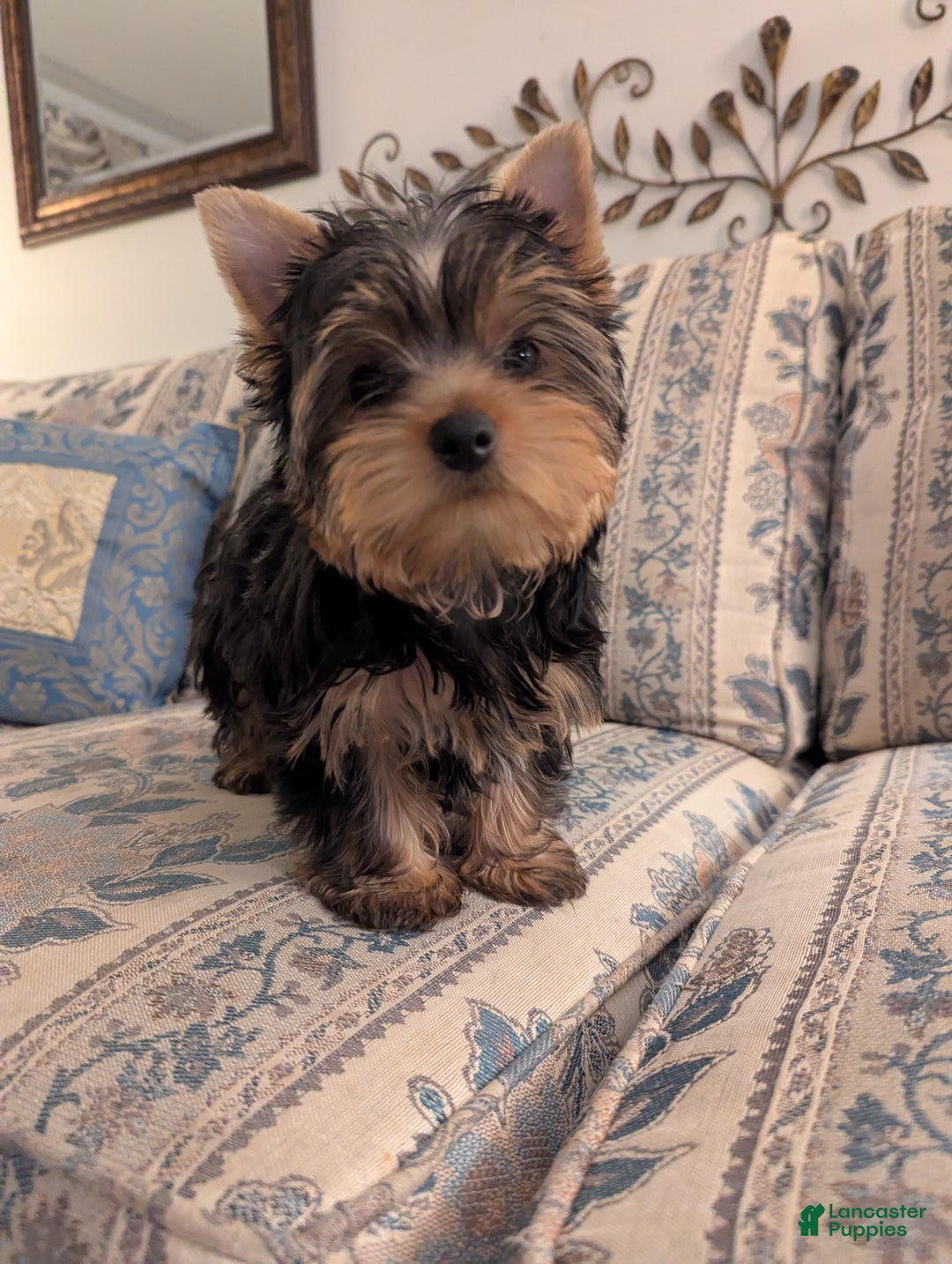 Yorkshire Terrier dogs for sale: Yorkshire Terrier Puppy 1 - Ad 3