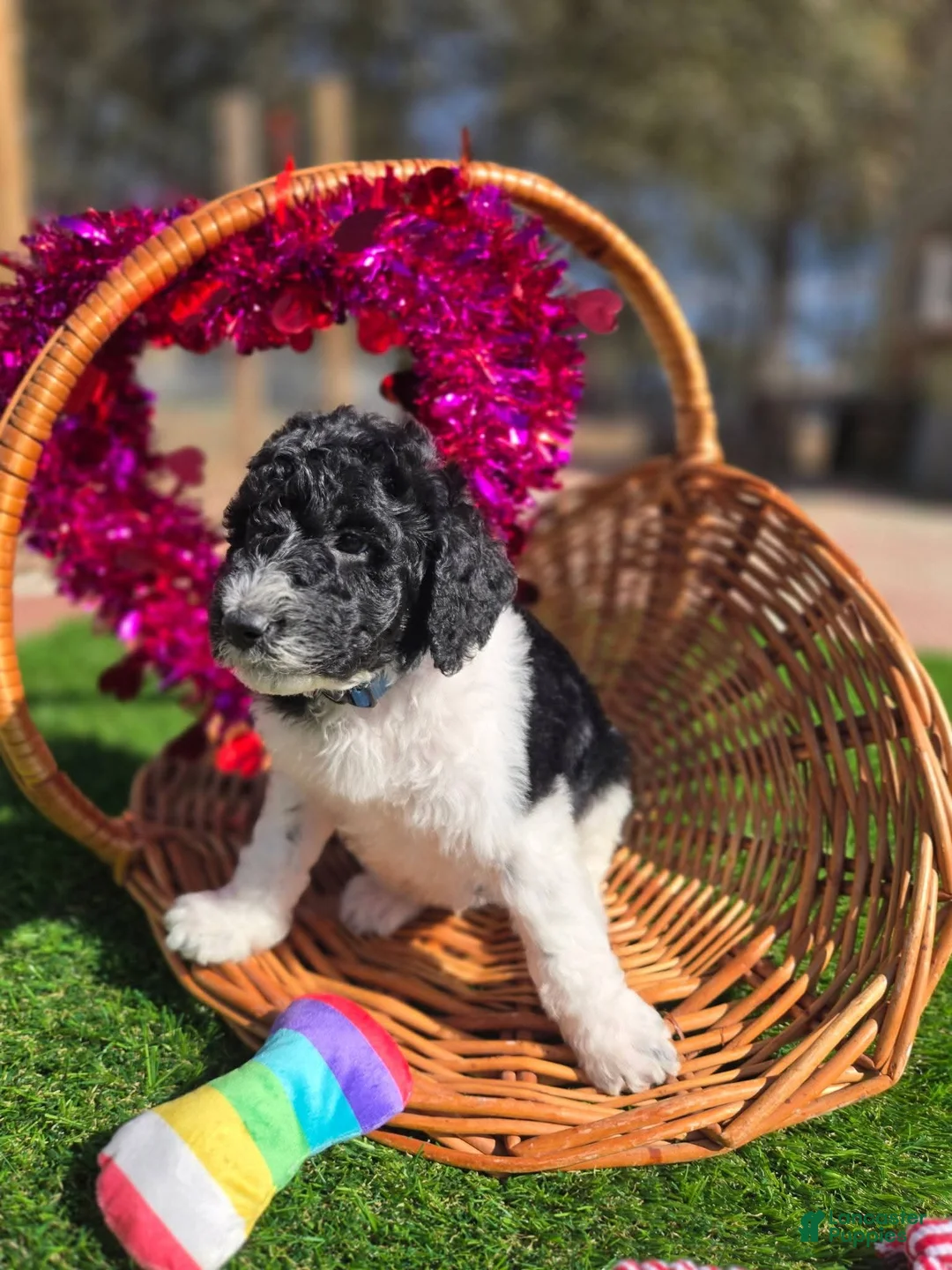 Goldendoodle dogs for sale: Remi - Ad 1