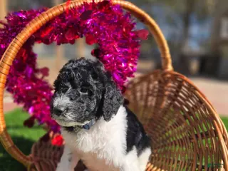 Goldendoodle dogs Remi - Ad 30