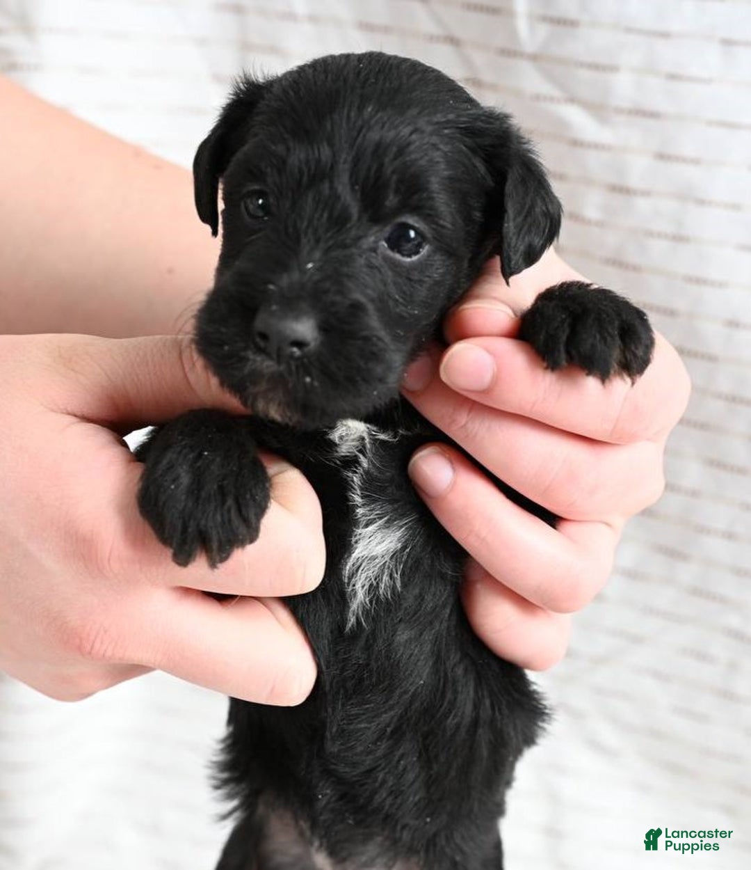 Mixed Breed dogs for sale: Fern - Ad 4