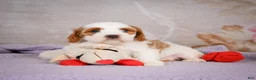 Cavapoo dogs for sale: Lonnie - Ad 4