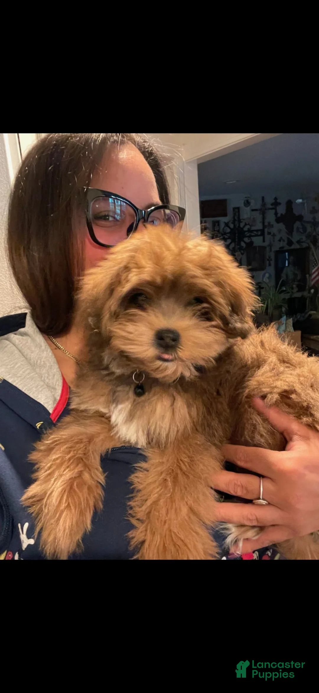 Maltipoo dogs for sale: RILEY  - Ad 3