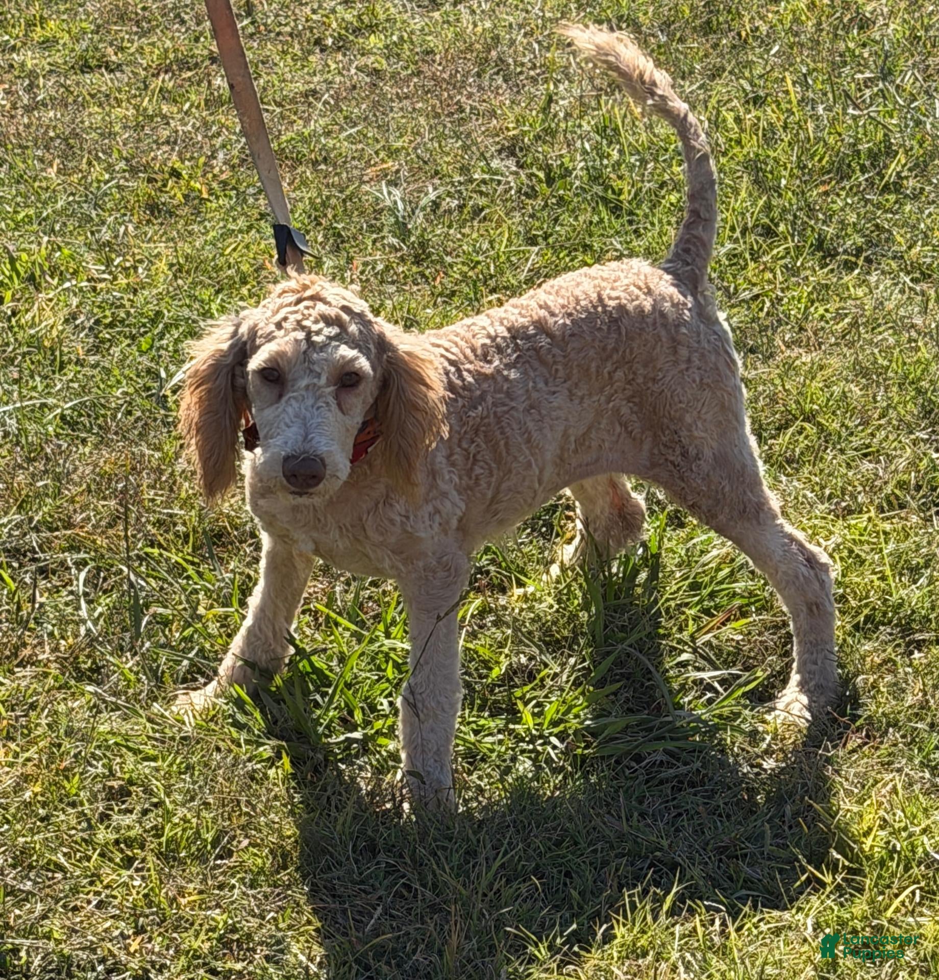 Miniature Labradoodle dogs for sale: Taffy - Ad 41