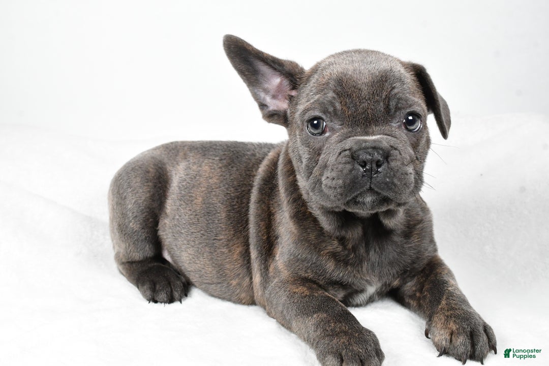 Mixed Breed dogs for sale: Rambo - Ad 1