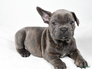 Mixed Breed dogs Rambo - Ad 29