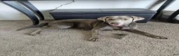 Labrador Retriever dogs for sale: Labrador Retriever 3 - Ad 2