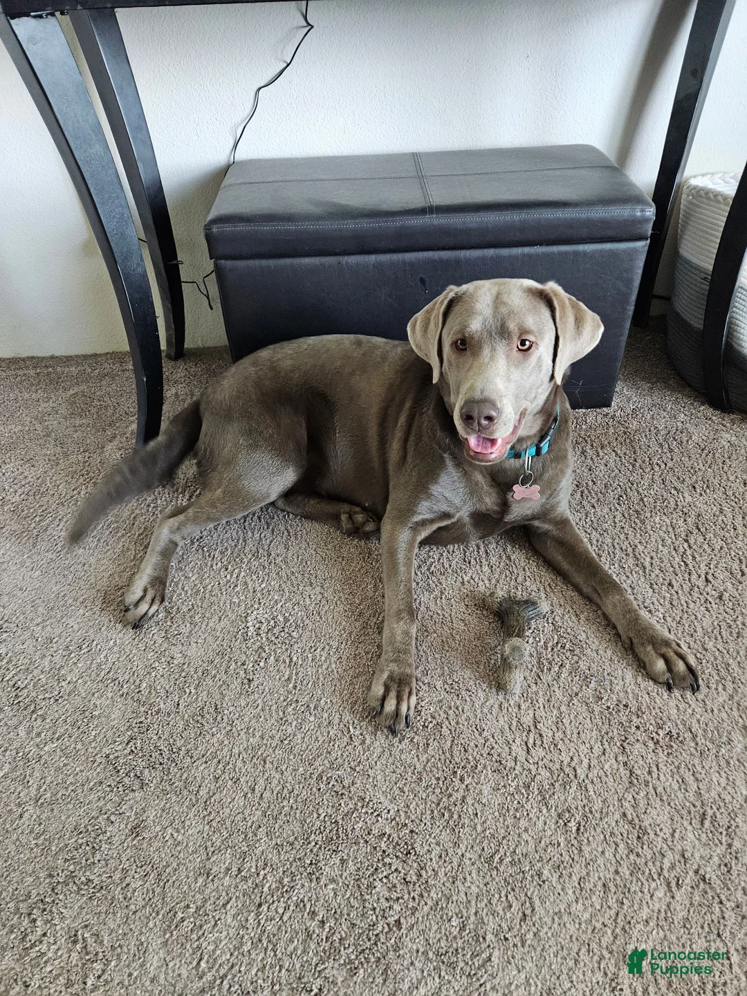 Labrador Retriever dogs for sale: Labrador Retriever 3 - Ad 2