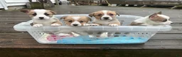 Welsh Corgi Pembroke dogs for sale:  Muffin  - Ad 2