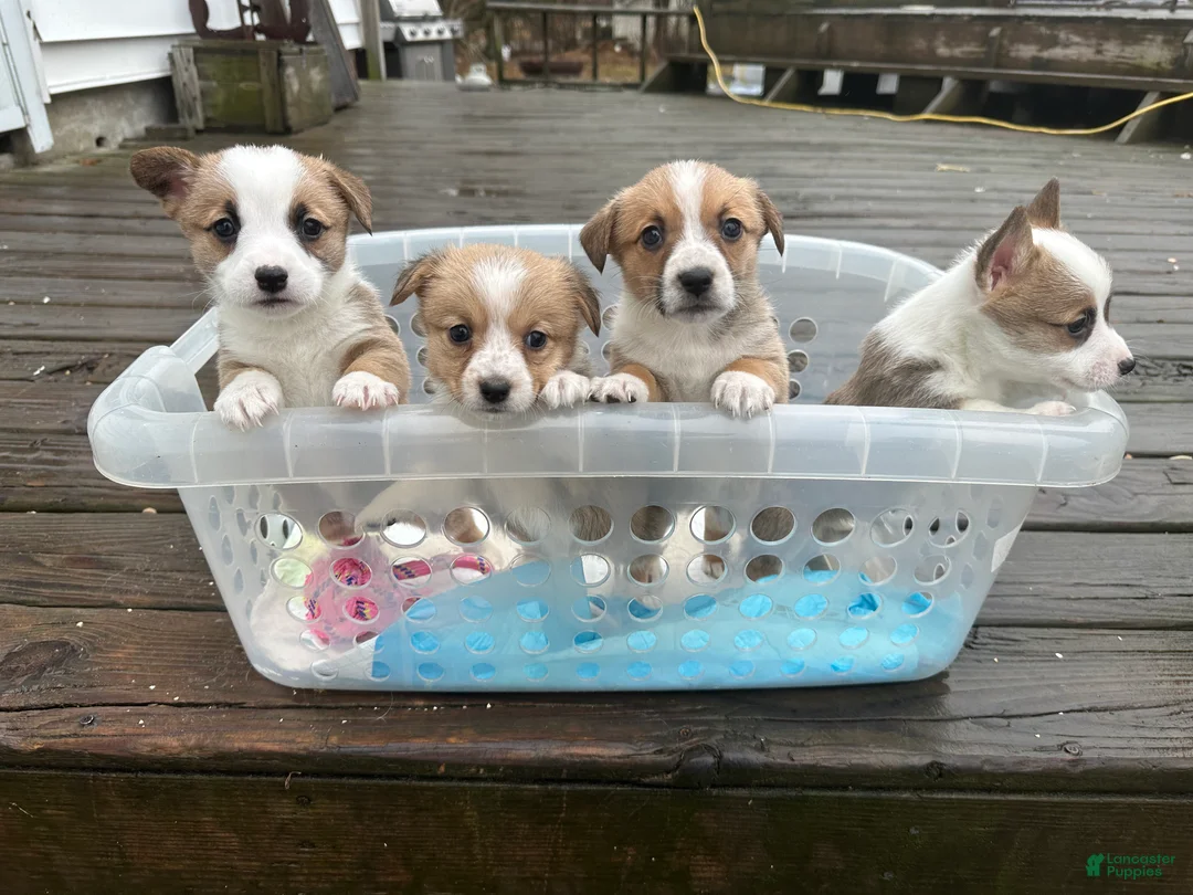 Welsh Corgi Pembroke dogs for sale:  Muffin  - Ad 2