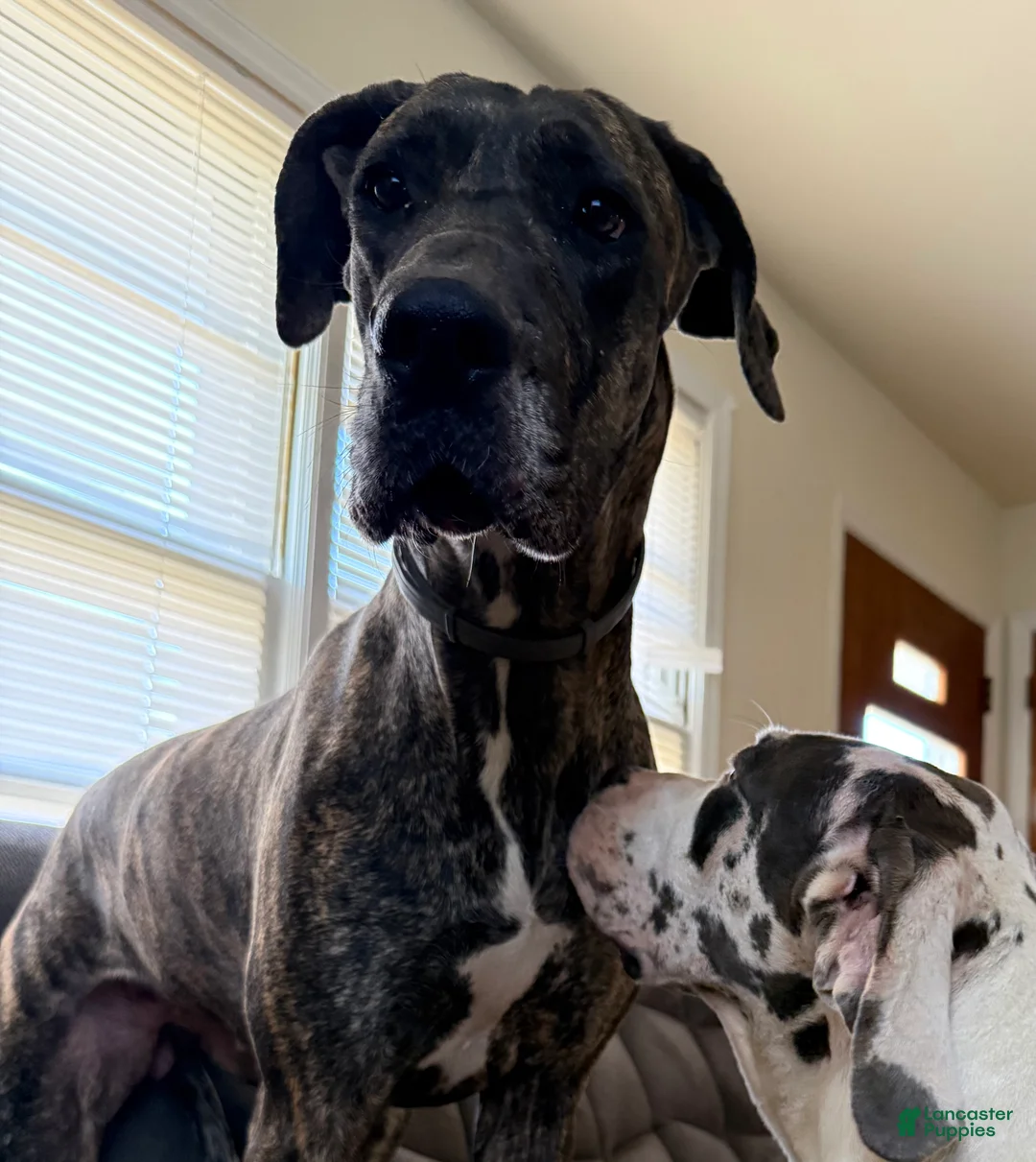 Gallery Image {{count}}