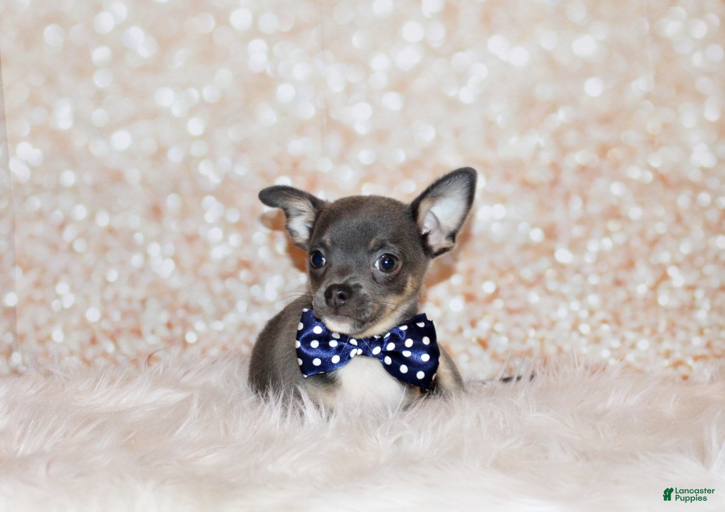 Chihuahua dogs Eastwood - Ad 1