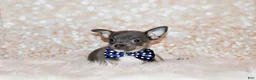Chihuahua dogs for sale: Eastwood - Ad 2