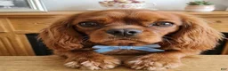 Cavalier King Charles Spaniel dogs for sale: Daisy - Ad 4