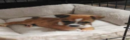 Chihuahua dogs for sale: Freda (teacup) - Ad 1
