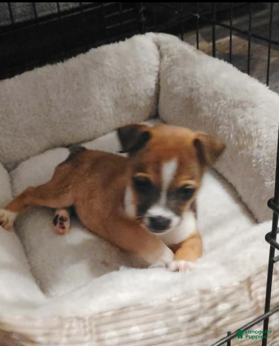 Chihuahua dogs for sale: Freda (teacup) - Ad 1