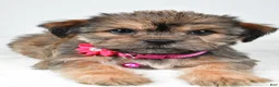 Shorkie dogs for sale: Amber - Ad 4