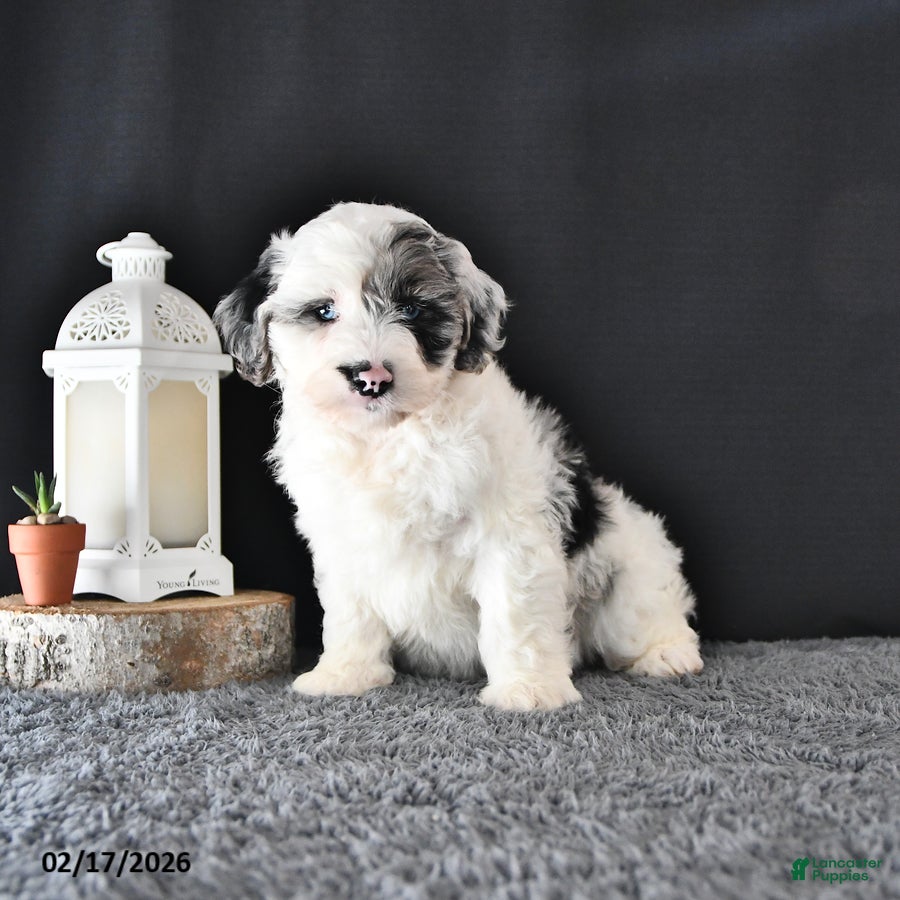 Mini Aussiedoodle dogs Lady - Ad 2