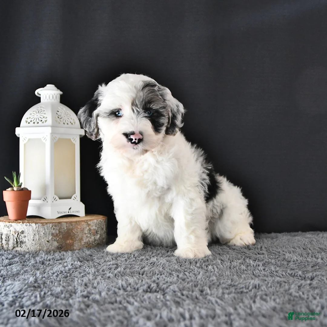 Mini Aussiedoodle dogs for sale: Lady - Ad 2