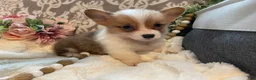 Welsh Corgi Pembroke dogs for sale: Summer - Ad 4