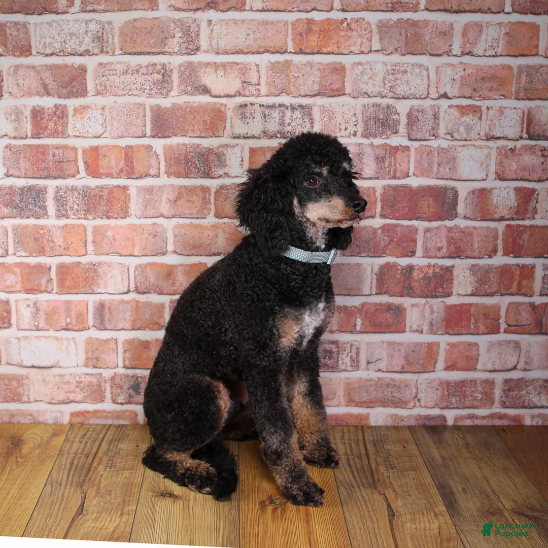 Miniature Poodle dogs for sale: Miniature Poodle 1 - Ad 1