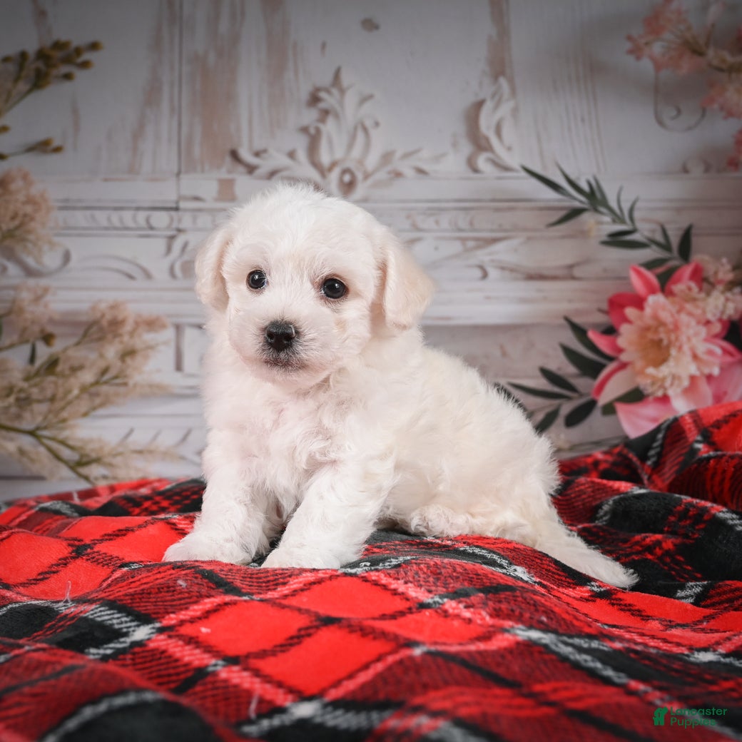 Bichon Frise dogs AKC-Romeo - Ad 2