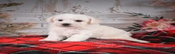 Bichon Frise dogs for sale: AKC-Romeo - Ad 2
