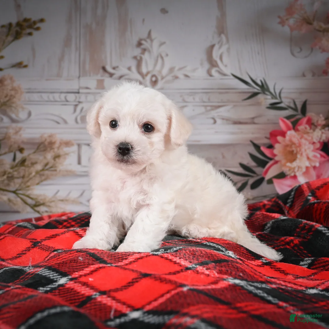 Bichon Frise dogs for sale: AKC-Romeo - Ad 2