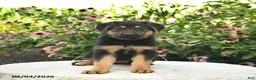 German Shepherd dogs for sale: Lily  - Ad 3
