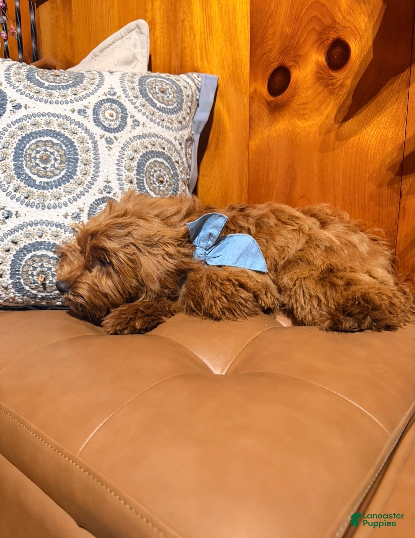 Mini Goldendoodle dogs Winnie - Ad 2