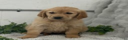 Golden Retriever dogs for sale: Rudolf - Ad 7