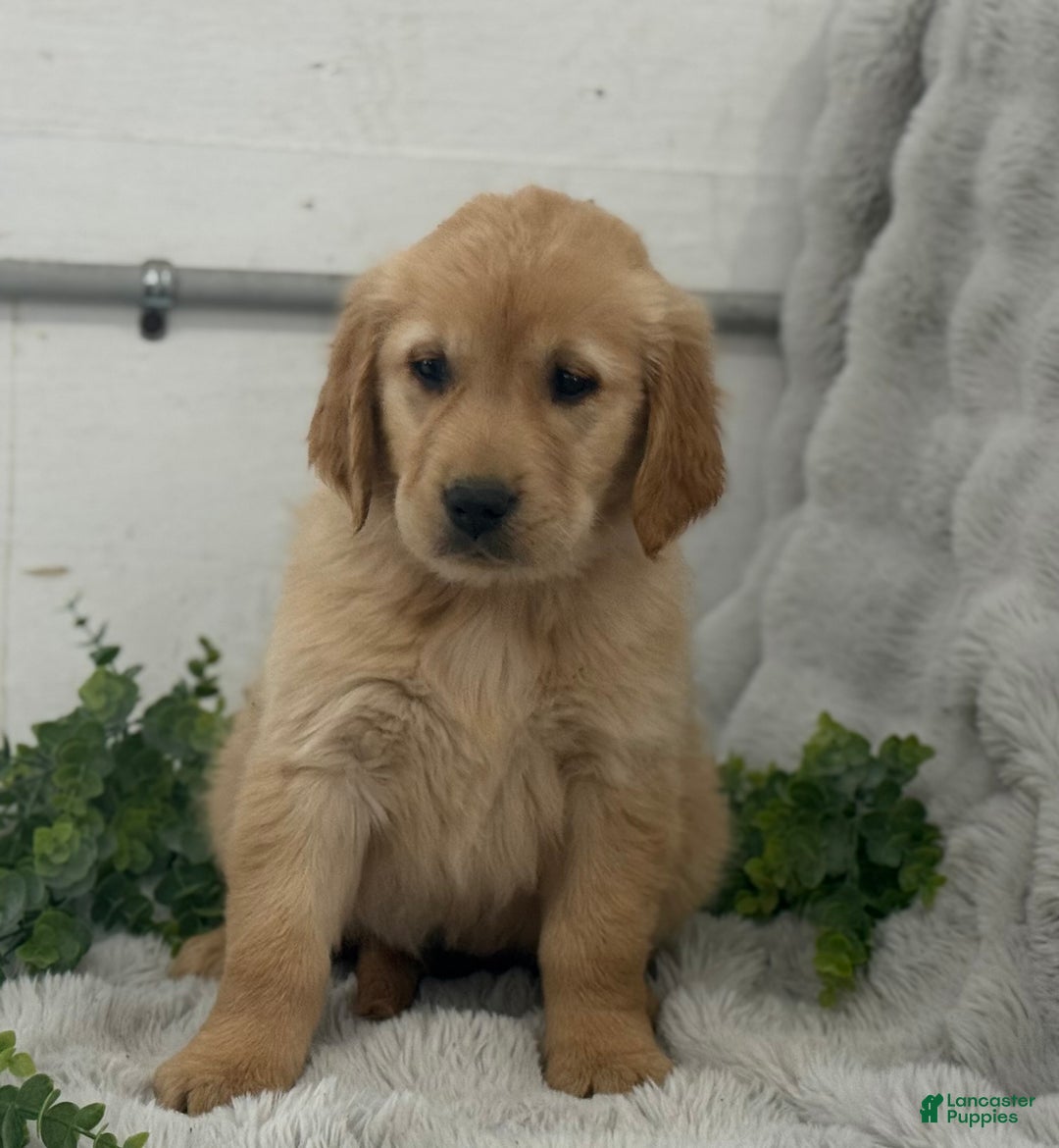 Golden Retriever dogs for sale: Rudolf - Ad 7