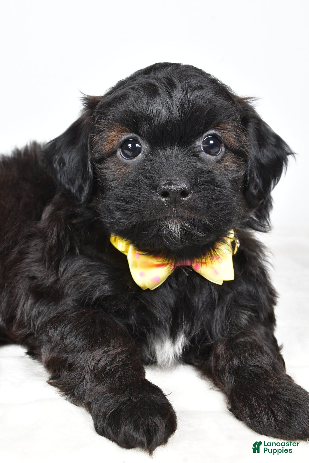 Shihpoo dogs for sale: Ike  - Ad 6