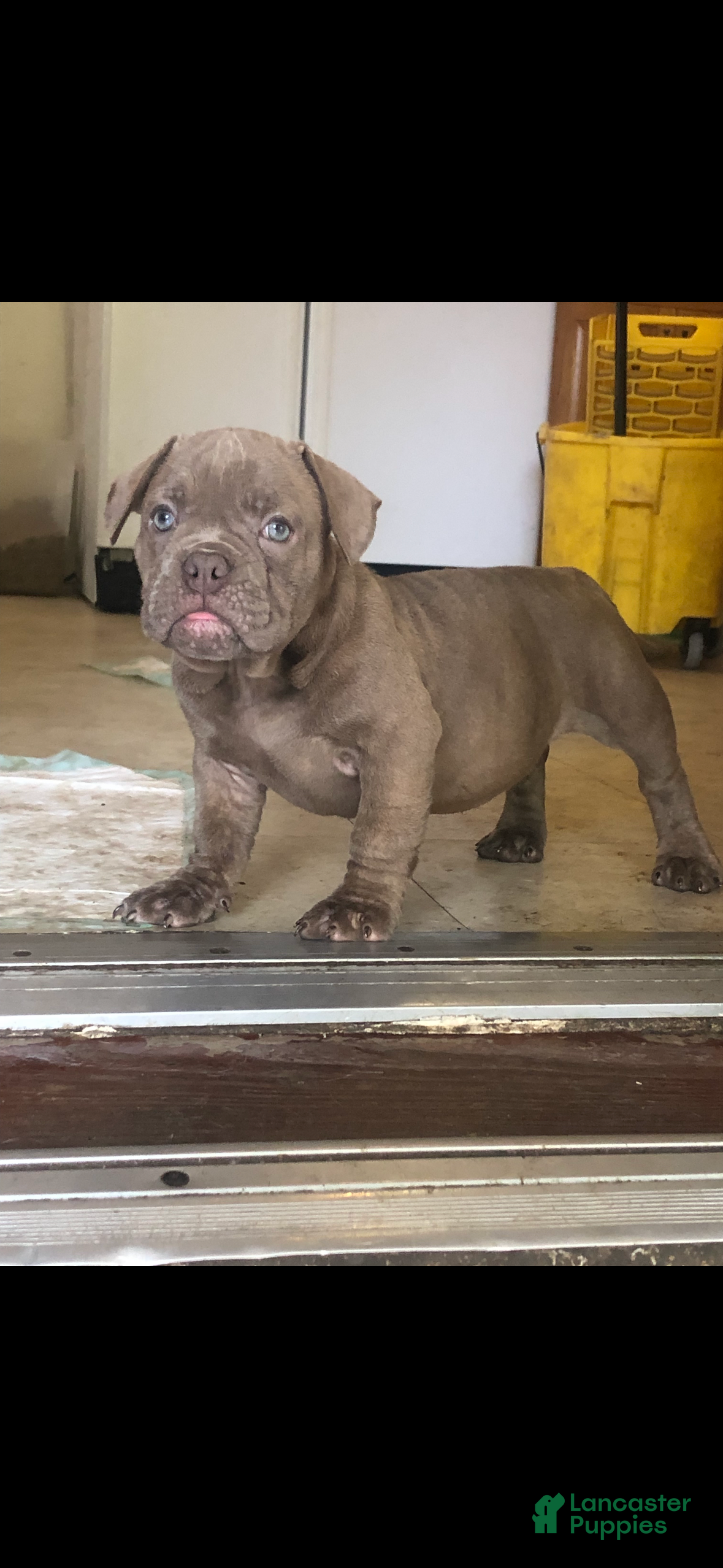 American Bully dogs American Bully Puppy  - Ad 26