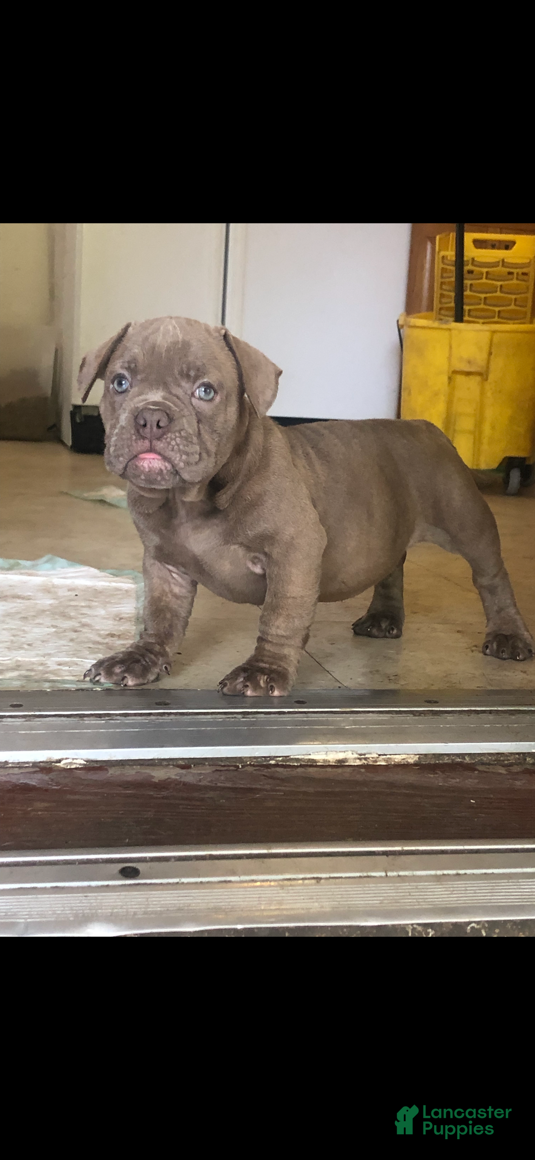 American Bully dogs for sale: American Bully Puppy  - Ad 1