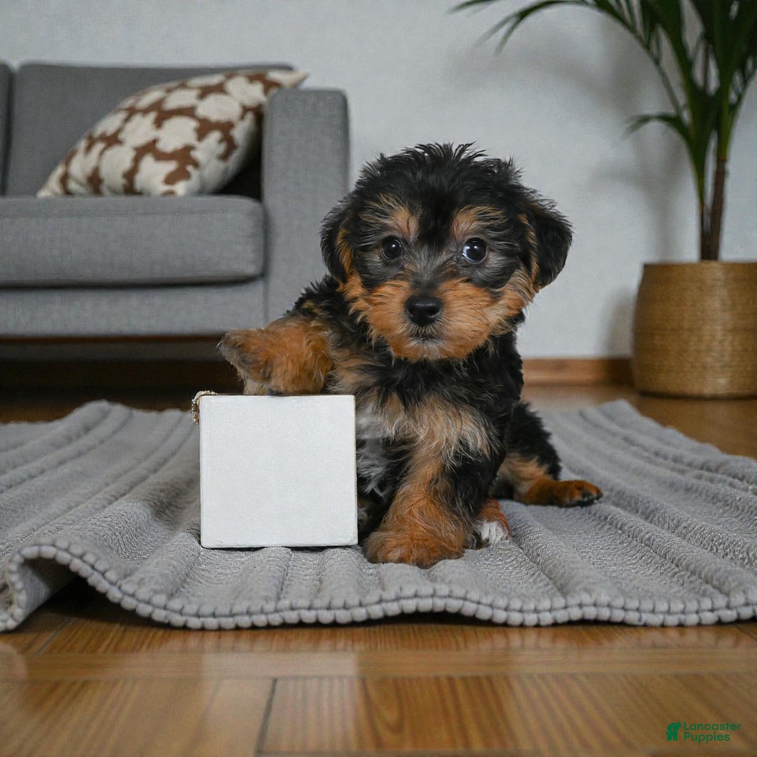 Yorkshire Terrier dogs for sale: GUS - Ad 8